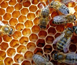 bees make honey image