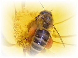 honey varieties image