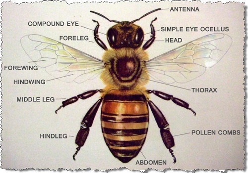 Honey Bee Anatomy