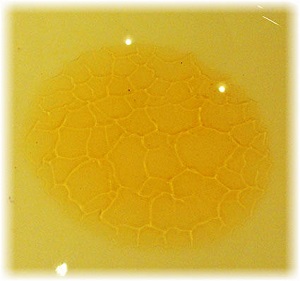 honey pattern honeycomb test hexagonal purity