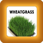 wheatgrass and honey image
