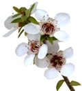 manuka flowers image